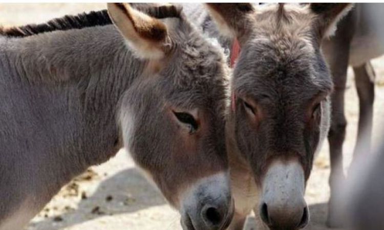 کینا د خره پر ذبح بندیز ولګاوه