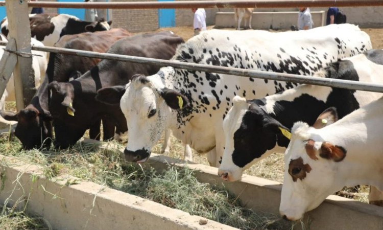    په افغانستان کې د مالداری یا څارویو سکتور 