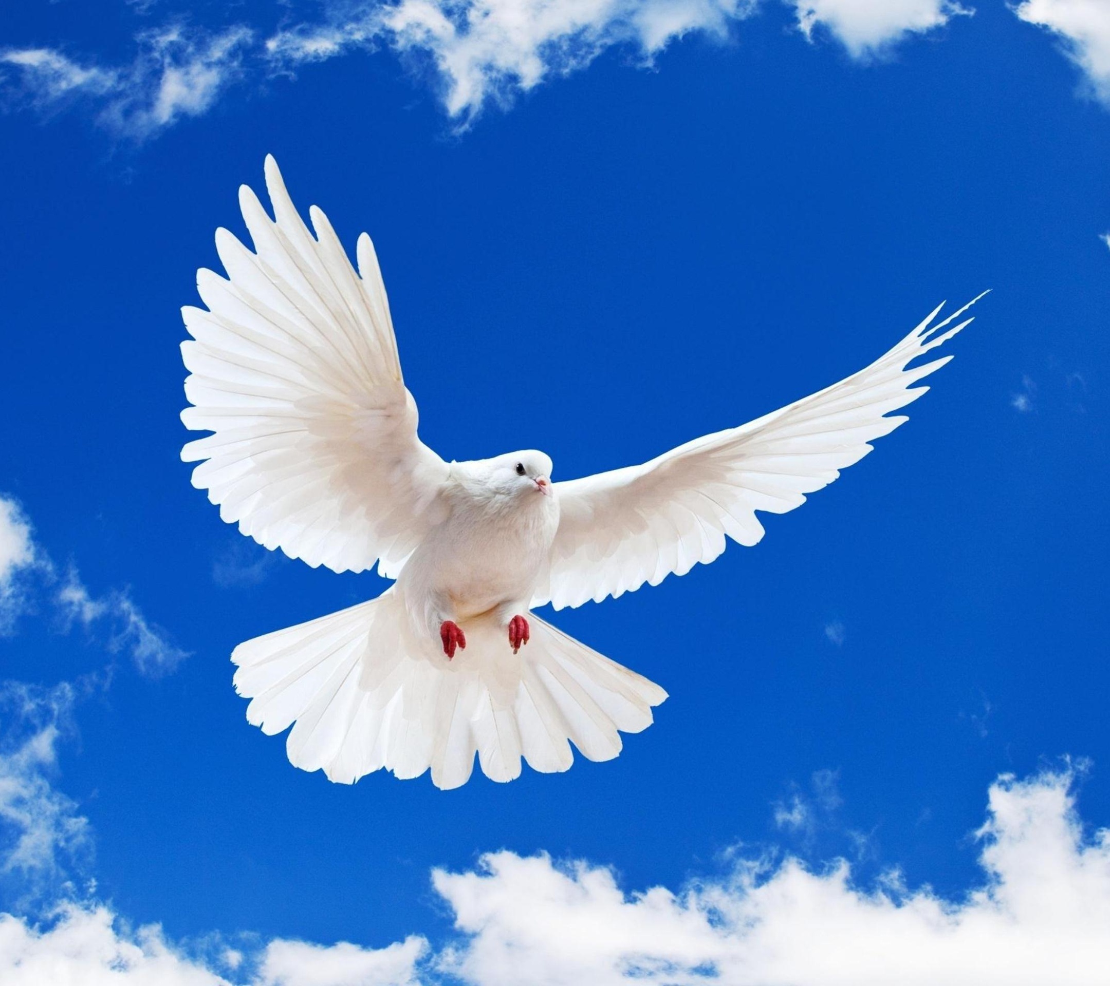 د سولې طلایي فرصت