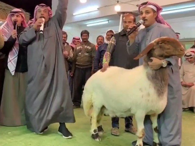 کوېټ هېواد کې یو پسه په ۴۰۰۰۰ زره کويټي دیناره باندې خرڅ شو