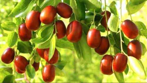عناب او درملیزې ګټې یې!