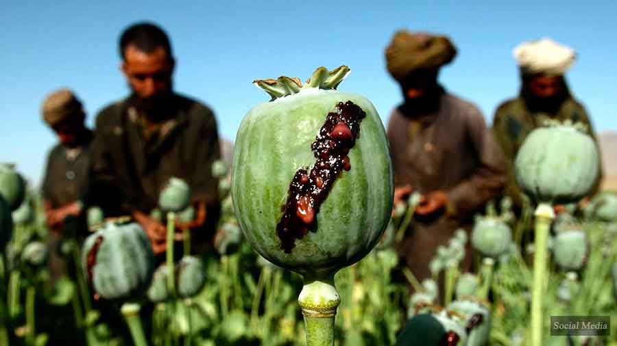 پاکستان، د افغانستان په هیروینو افغان او نړیوال ترهګر تمویلوي